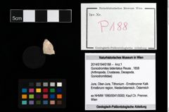 Foto (Objekt + Etikett) von Goniodromites bidentatus (Reuss, 1858)  (NHMW-GEO-2014-0194-0188)